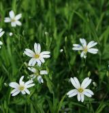 ptačinec velkokvětý <i>(Stellaria holostea)</i> / Habitus