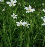 ptačinec velkokvětý <i>(Stellaria holostea)</i> / Habitus