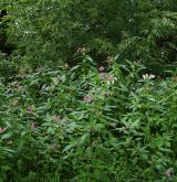 Nitrofilní lemy lužních lesů <i>(Senecion fluviatilis)</i>