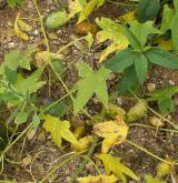 Nitrofilní lemy lužních lesů <i>(Senecion fluviatilis)</i>