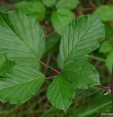 ostružiník dvojbarevný <i>(Rubus bifrons)</i> / List