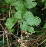 ostružiník dvojbarevný <i>(Rubus bifrons)</i> / Habitus