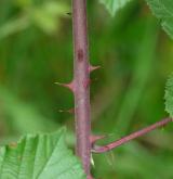 ostružiník dvojbarevný <i>(Rubus bifrons)</i> / Větve a pupeny