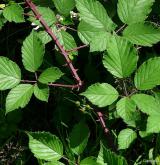 ostružiník dvojbarevný <i>(Rubus bifrons)</i> / Habitus