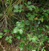 ostružiník pošumavský <i>(Rubus epipsilos)</i> / Habitus