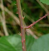 ostružiník pošumavský <i>(Rubus epipsilos)</i> / Stonek