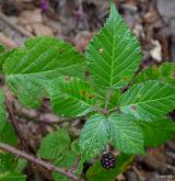 ostružiník pošumavský <i>(Rubus epipsilos)</i> / List