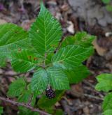 ostružiník pošumavský <i>(Rubus epipsilos)</i> / List