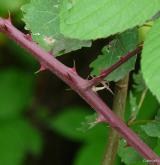 ostružiník huňatý <i>(Rubus gracilis)</i> / Větve a pupeny