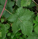 ostružiník kleťský <i>(Rubus kletensis)</i> / List