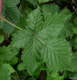 ostružiník kleťský <i>(Rubus kletensis)</i> / List