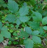 ostružiník hornorakouský <i>(Rubus muhelicus)</i> / List