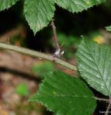 ostružiník hornorakouský <i>(Rubus muhelicus)</i> / Stonek