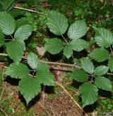 ostružiník hornorakouský <i>(Rubus muhelicus)</i> / Habitus