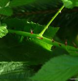 ostružiník vzpřímený <i>(Rubus nessensis)</i> / Ostatní