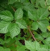 ostružiník řasnatý <i>(Rubus plicatus)</i> / List