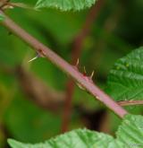 ostružiník řasnatý <i>(Rubus plicatus)</i> / Větve a pupeny