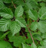 ostružiník řasnatý <i>(Rubus plicatus)</i> / List