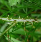 ostružiník novohradský <i>(Rubus silvae-norticae)</i> / Stonek