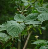 ostružiník brázditý <i>(Rubus sulcatus)</i> / List