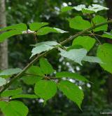 ostružiník brázditý <i>(Rubus sulcatus)</i> / Habitus