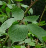 ostružiník brázditý <i>(Rubus sulcatus)</i> / List