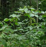 ostružiník brázditý <i>(Rubus sulcatus)</i> / Habitus