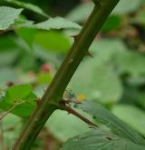 ostružiník brázditý <i>(Rubus sulcatus)</i> / Stonek