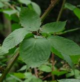 ostružiník brázditý <i>(Rubus sulcatus)</i> / List