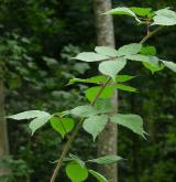 ostružiník brázditý <i>(Rubus sulcatus)</i> / Habitus