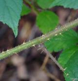 ostružiník lemový <i>(Rubus apricus)</i> / Stonek