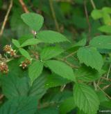 ostružiník lemový <i>(Rubus apricus)</i> / Habitus