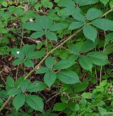 ostružiník lemový <i>(Rubus apricus)</i> / Habitus