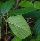 ostružiník lemový <i>(Rubus apricus)</i> / List