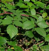 ostružiník pošumavský <i>(Rubus epipsilos)</i> / Habitus