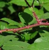 ostružiník pošumavský <i>(Rubus epipsilos)</i> / Stonek