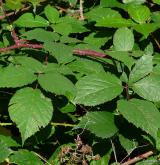 ostružiník pošumavský <i>(Rubus epipsilos)</i> / List