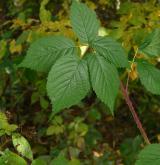 ostružiník kleťský <i>(Rubus kletensis)</i> / List