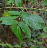 ostružiník vzpřímený <i>(Rubus nessensis)</i> / List