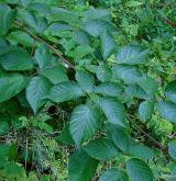 ostružiník vzpřímený <i>(Rubus nessensis)</i> / Habitus