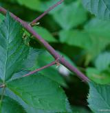 ostružiník vzpřímený <i>(Rubus nessensis)</i> / Stonek