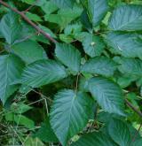 ostružiník vzpřímený <i>(Rubus nessensis)</i> / List