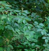 ostružiník vzpřímený <i>(Rubus nessensis)</i> / Habitus