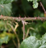 ostružiník novohradský <i>(Rubus silvae-norticae)</i> / Stonek