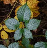 ostružiník novohradský <i>(Rubus silvae-norticae)</i> / List