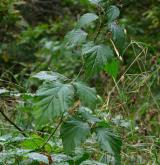 ostružiník novohradský <i>(Rubus silvae-norticae)</i> / Habitus