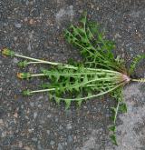 pampeliška zlatožlutá <i>(Taraxacum [T] acervatulum)</i> / Habitus