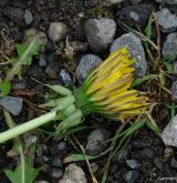pampeliška zlatožlutá <i>(Taraxacum [T] acervatulum)</i> / Květ/Květenství