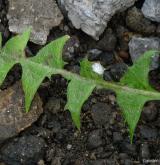 pampeliška zlatožlutá <i>(Taraxacum [T] acervatulum)</i> / List