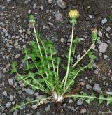 pampeliška zlatožlutá <i>(Taraxacum [T] acervatulum)</i> / Habitus